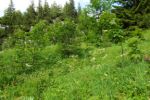 2014-07-05_Laengental-N-Hochweg (564). JPG